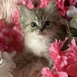 Female Ragdoll Kitten for Adoption in Bushnell, fl