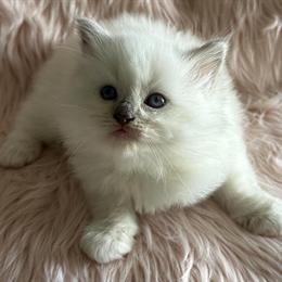 Ragdoll Female Kitten for Adoption in Bushnell, fl