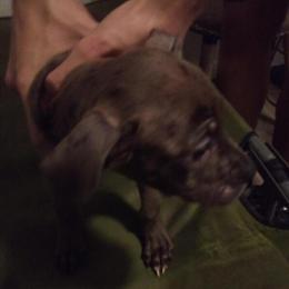 Pitbull Puppies for Sale - 3 Months Old in Cleveland, oh