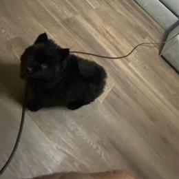 6 Week Female Chow Chow Puppy in Concord, nc