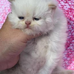 Persian Kittens Available for Rehoming in Lenoir, nc