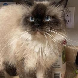 Siamese Cat with Blue Eyes Looking for a Loving Home in Lenoir, nc
