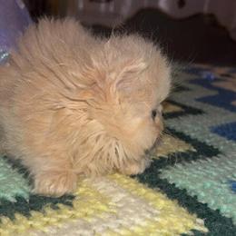 Persian kitten available in 3 weeks in Lenoir, nc