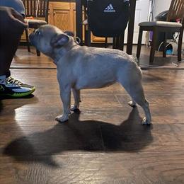 French Bulldog for Sale in Philadelphia, pa