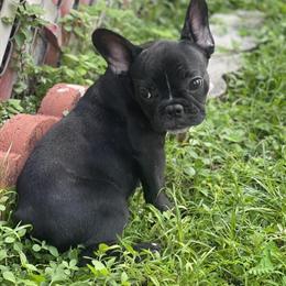 French Bulldog Males Available in Orlando, fl