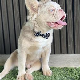 French Bulldog - Male, 5 Months, Merle Color in Orlando, fl