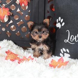 Sweet Female Toy Yorkshire Terrier Available for Adoption in Mount Vernon, oh