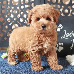 Poochon Puppy Available for Adoption in Mount Vernon, oh