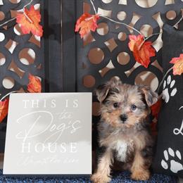 Yorkie-Poo Puppy Available for Adoption in Mount Vernon, oh