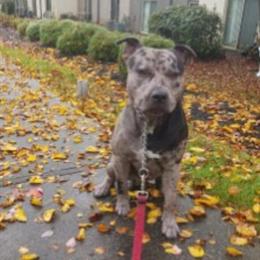 American Bullys Available for Rehoming Urgently in Fairfield, oh