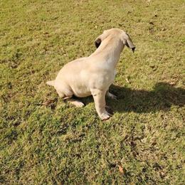 Boerboel Puppies Available in Montgomery, al