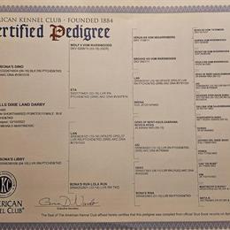 German Shorthaired Pointer Puppies Available in Columbus, in