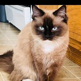 Bicolor Mink Ragdoll Kittens Available - On Hold in Lancaster, pa