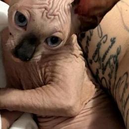Charming Male Sphynx Kitten Ready for Adoption in Chicago, il