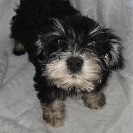 Schnauzer Puppies for Sale - 3 Adorable Puppies Available in Fort Wayne, in