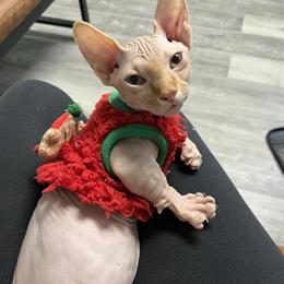 Male Sphynx Kitten Ready for Adoption in Columbus, oh