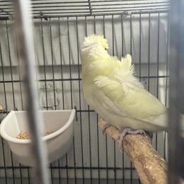Rainbow Parakeet Pair for Sale in Westland, mi