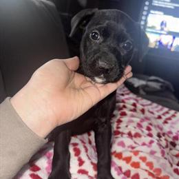 Labrabull Puppies Ready for Forever Homes in Cedar Lake, in