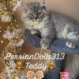 Persian Kittens Ready for Forever Homes - $650 in Dearborn, mi
