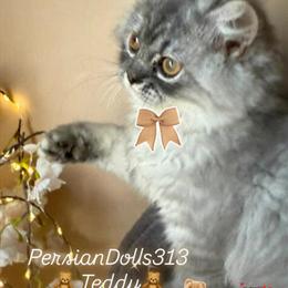 Male Dollface Persian Kittens Available - Friendly and Cuddly in Dearborn, mi