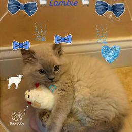 Beautiful Male Persian Kittens Available for $750 in Dearborn in Dearborn, mi