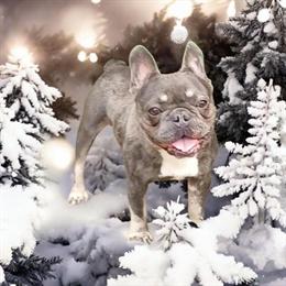 French Bulldog Stud Available for Breeding in Richmond, in