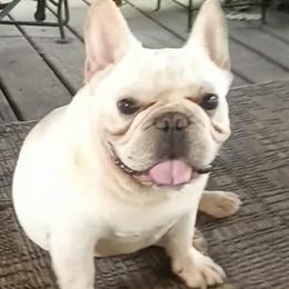 AKC Cream French Bulldog Stud Available in Richmond, in