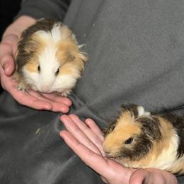Guinea Pigs for Rehoming in Orlando, fl