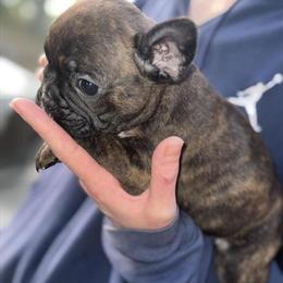 Male French Bulldog Puppy for Sale in Orlando, fl