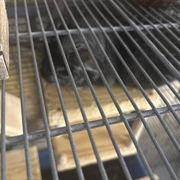 Female Chinchilla Available with Cage and Accessories in Bay City, mi