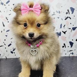 Pomeranian Puppies Ready for New Homes in New York in Brooklyn, ny