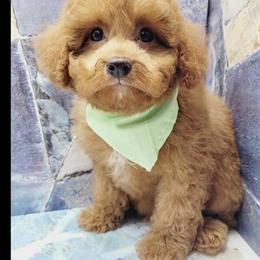 Bichpoo Puppies Available in New York and New Jersey in Brooklyn, ny