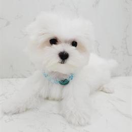 Maltese Puppies Available in New York and New Jersey in Brooklyn, ny