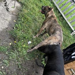 Cane Corso Puppies Coming Soon in August in Massillon, oh