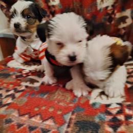 Parti Yorkshire Terriers for Adoption in Emporia, va