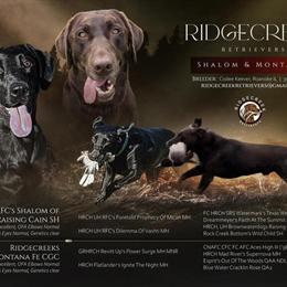 AKC Labrador Retriever Puppies in Chicago, il