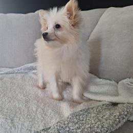Eskipoo Female Puppy Available Now in Warren, mi