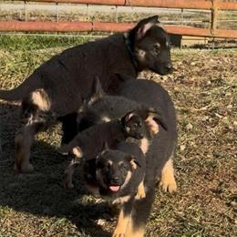 Stunning German Shepherd Puppies for Rehoming in Pittsburgh, pa