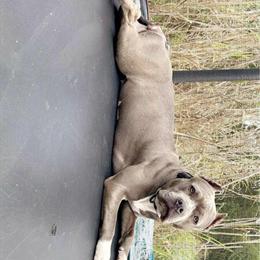 Pitbulls Available for Rehoming in Cape Coral, fl