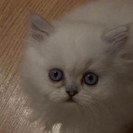 Persian Blue Point Male Kitten with Blue Eyes in Winter Springs, fl