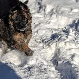 German Shepherd Puppies for Rehoming in Cincinnati, oh