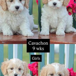 Cavachon puppies ready for new homes! in Fairfax, va