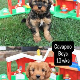 Cavapoo puppies ready for new homes in Fairfax, va