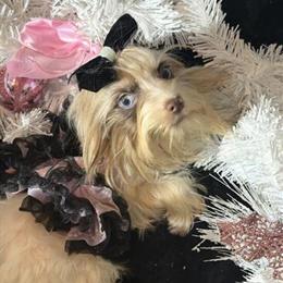 Exotic Yorkshire Terrier - Diamond Lilac Berry in Homestead, fl