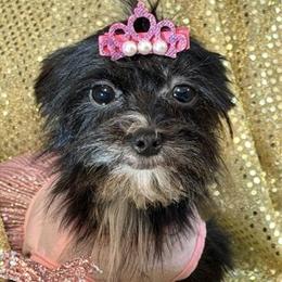 Teacup Yorkshire Terrier - Black with White Accents in Homestead, fl
