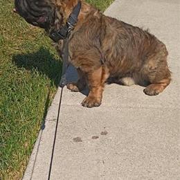 Fluffy French Bulldog Stud for $850 in Chicago, il