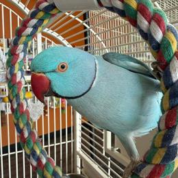 Male Indian Ringneck for Adoption in Roseville, mi