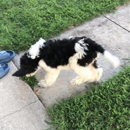 Doodle puppies ready for loving homes in Russell Springs, ky