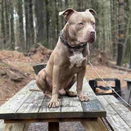 American Bully ABK Available for Stud in New York, ny