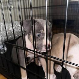8 Week Old American Bully Puppies for Rehoming in New York, ny